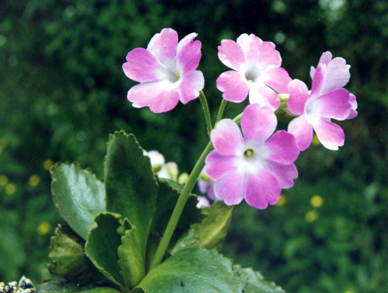 Primula hirsuta photo